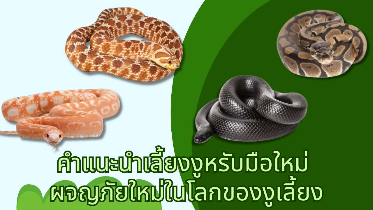 คำแนะนำเลี้ยงงูหรับมือใหม่ ผจญภัยใหม่ในโลกของงูเลี้ยง