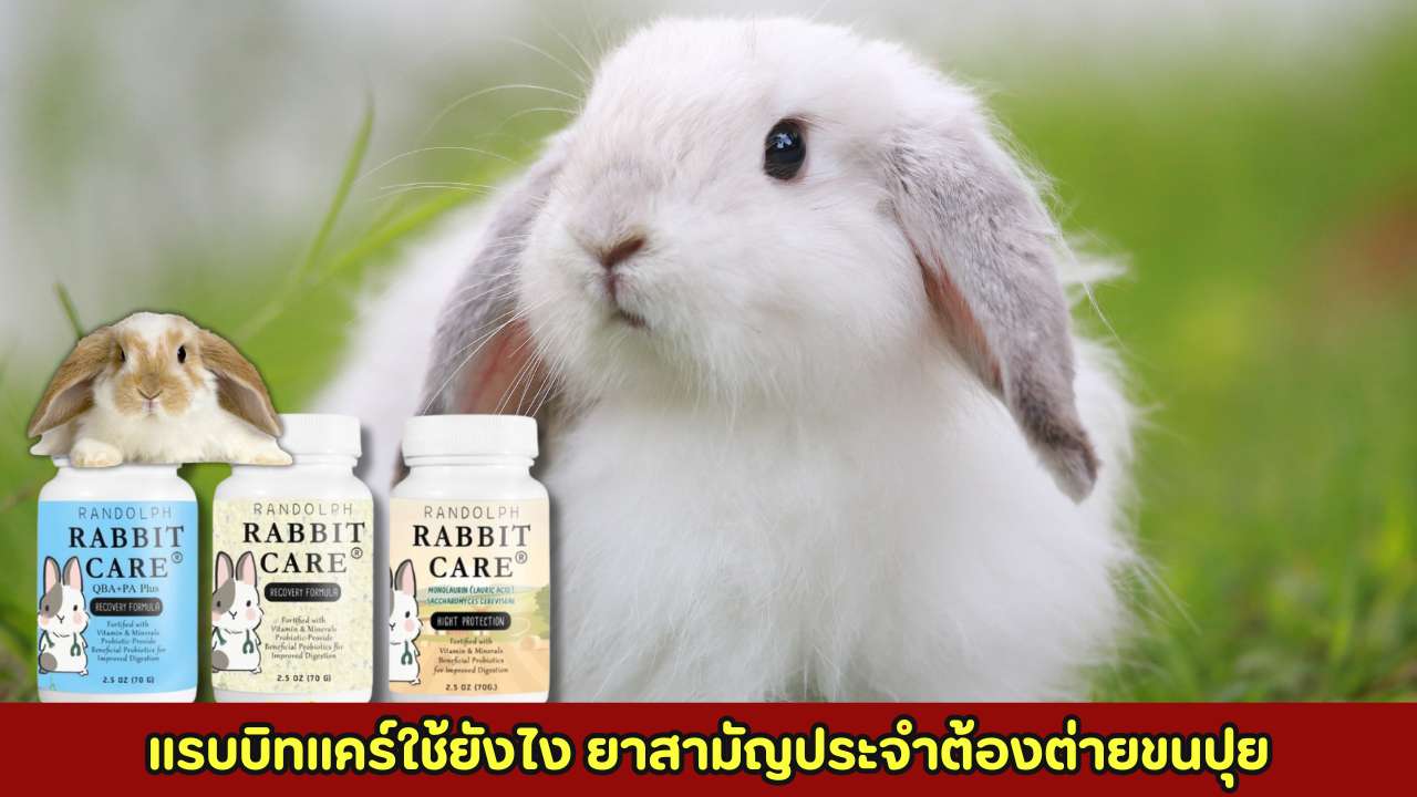 แรบบิทแคร์ใช้ยังไง ยาสามัญประจำต้องต่ายขนปุย