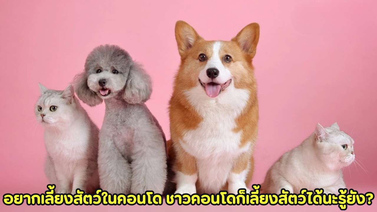 อยากเลี้ยงสัตว์ในคอนโด ชาวคอนโดก็เลี้ยงสัตว์ได้นะรู้ยัง?