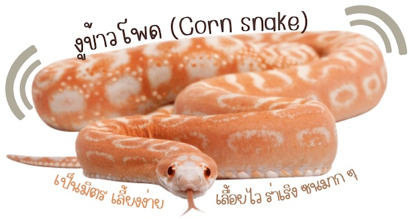 คำแนะนำเลี้ยงงูหรับมือใหม่