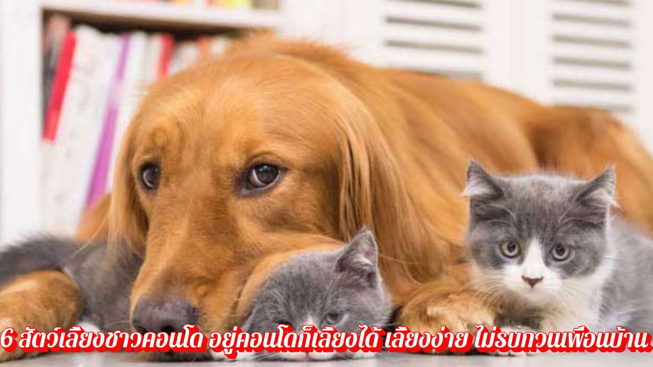 6 สัตว์เลี้ยงชาวคอนโด อยู่คอนโดก็เลี้ยงได้ เลี้ยงง่าย ไม่รบกวนเพื่อนบ้าน