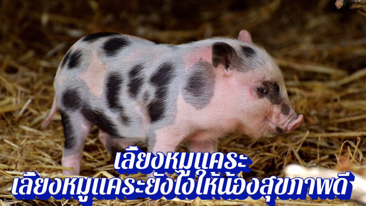เลี้ยงหมูแคระ เลี้ยงหมูแคระยังไงให้น้องสุขภาพดี