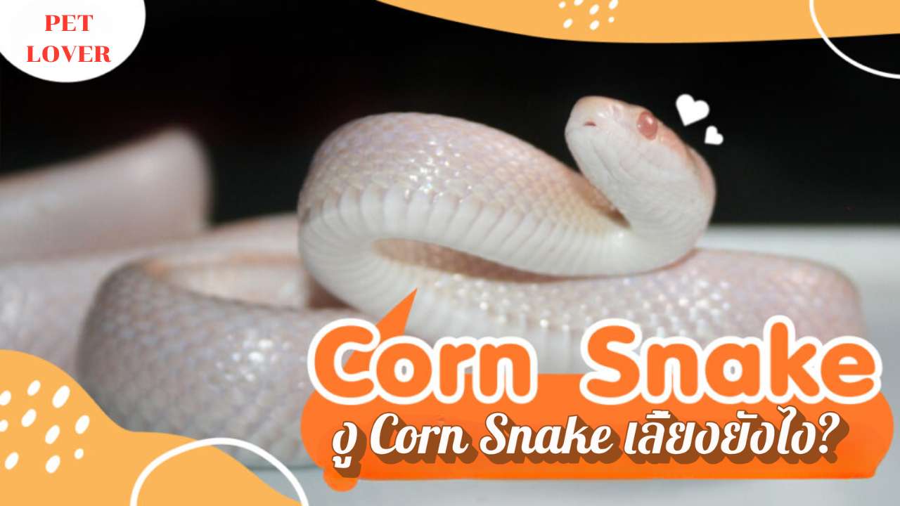 งู Corn Snake เลี้ยงยังไง?