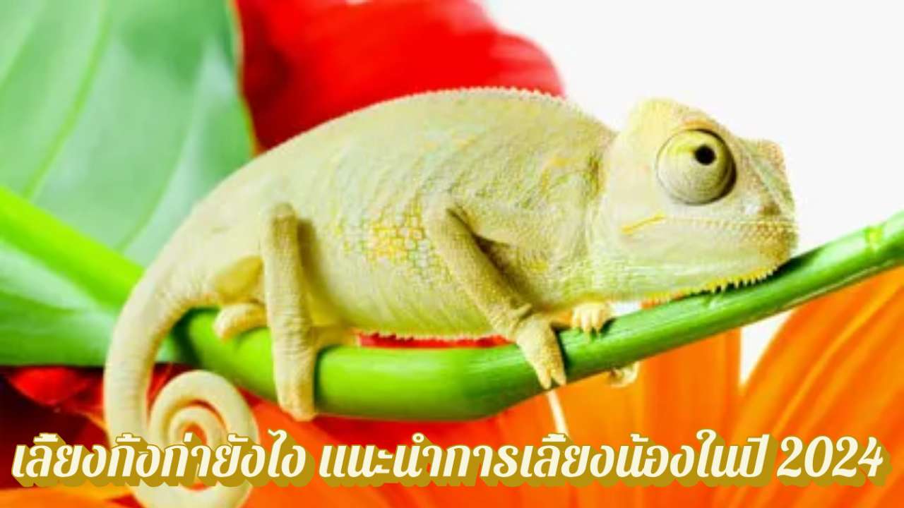 เลี้ยงกิ้งก่ายังไง แนะนำการเลี้ยงน้องในปี 2024