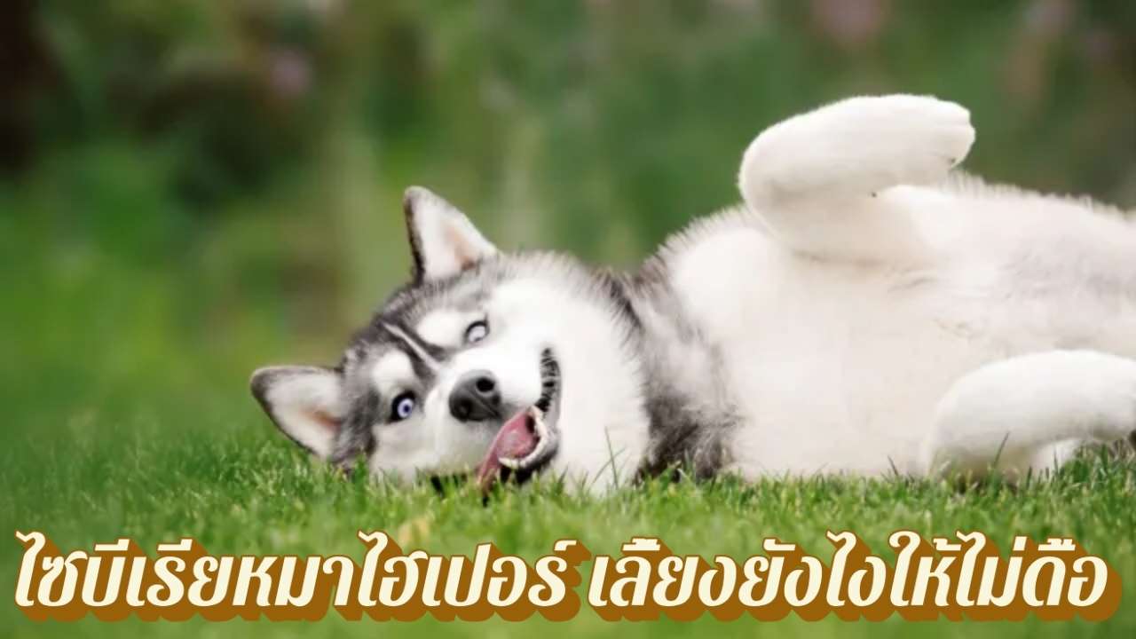 ไซบีเรียหมาไฮเปอร์ เลี้ยงยังไงให้ไม่ดื้อ