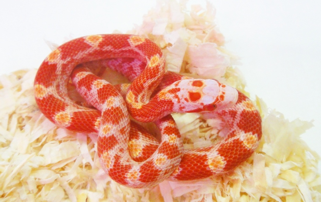 งู Corn Snake