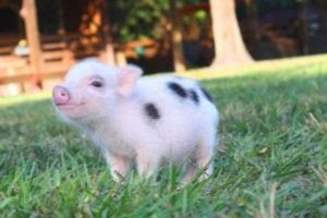 เลี้ยงหมูแคระ 