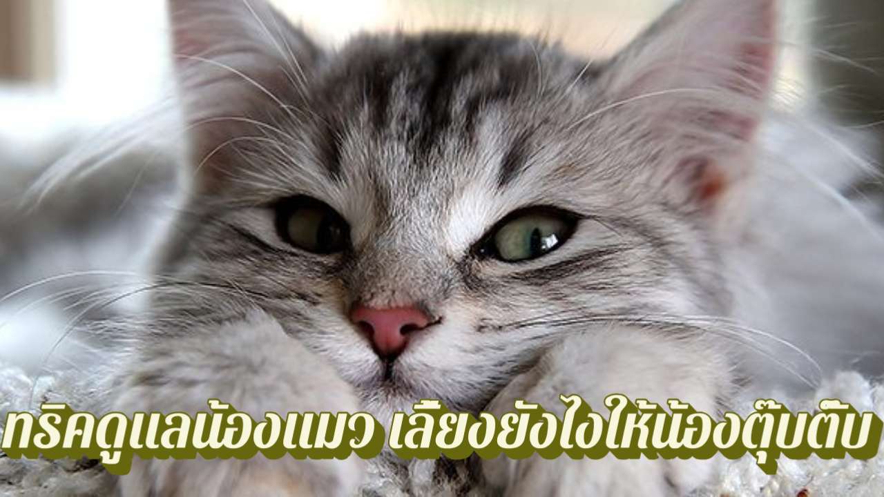 ทริคดูแลน้องแมว เลี้ยงยังไงให้น้องตุ๊บตั๊บ