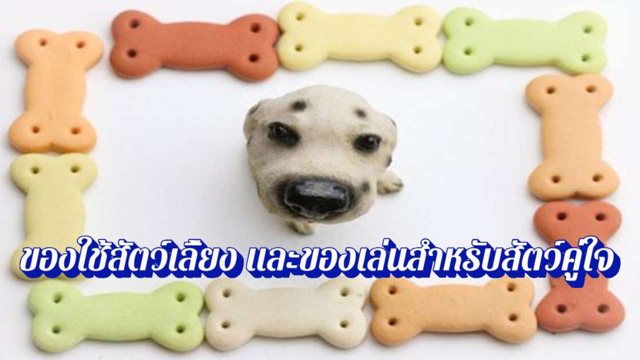 ของใช้สัตว์เลี้ยง และของเล่นสำหรับสัตว์คู่ใจ
