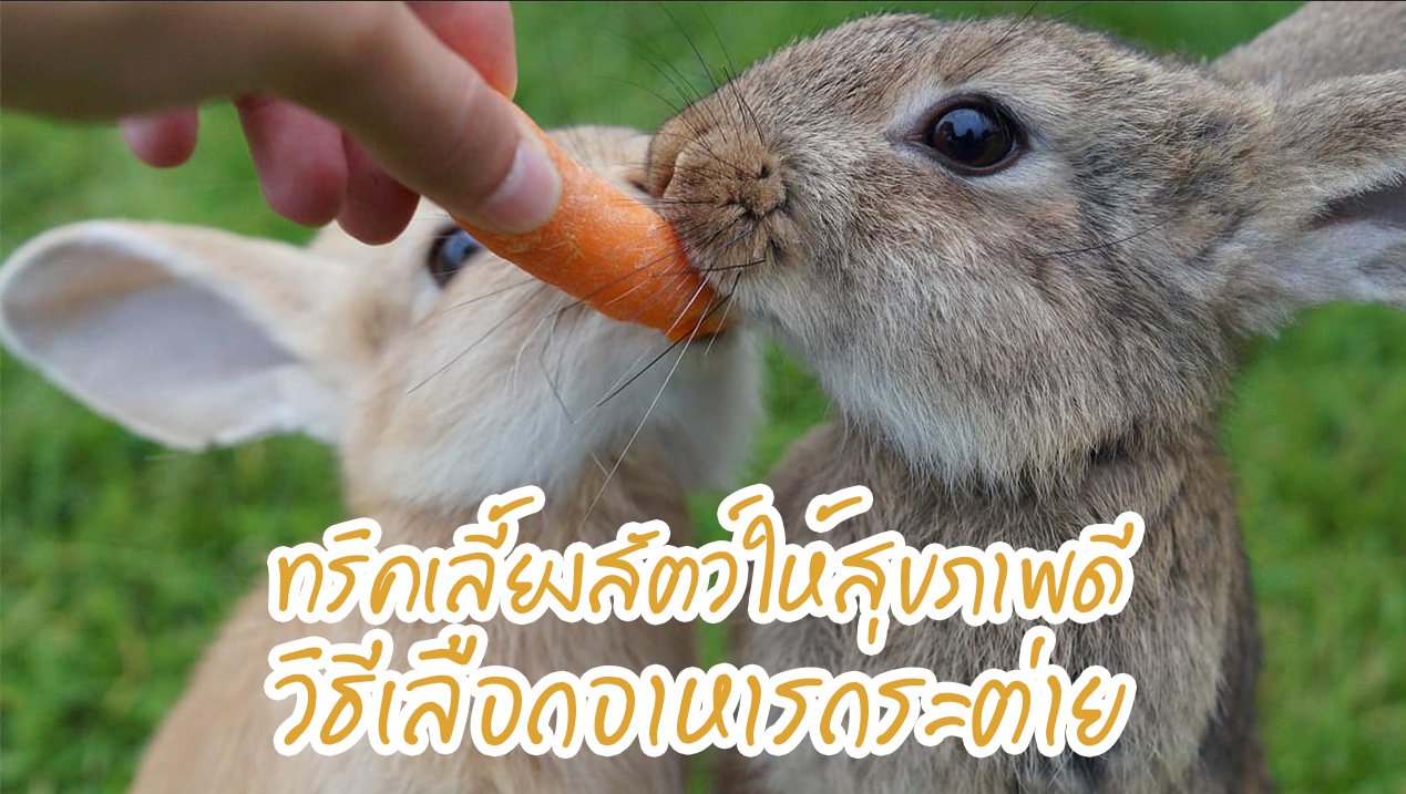 ทริคเลี้ยงสัตว์ให้สุขภาพดี วิธีเลือกอาหารกระต่าย