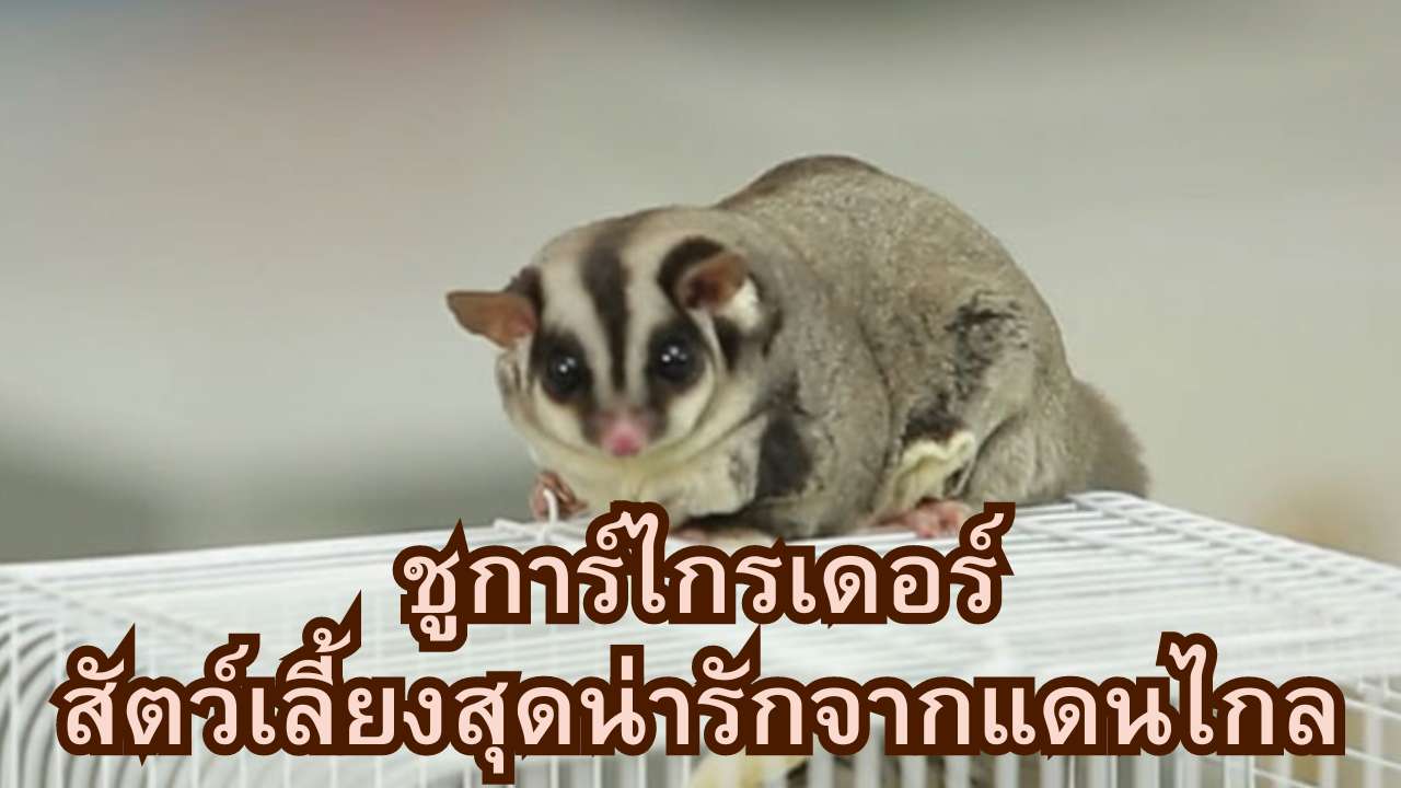 ชูการ์ไกรเดอร์: สัตว์เลี้ยงสุดน่ารักจากแดนไกล