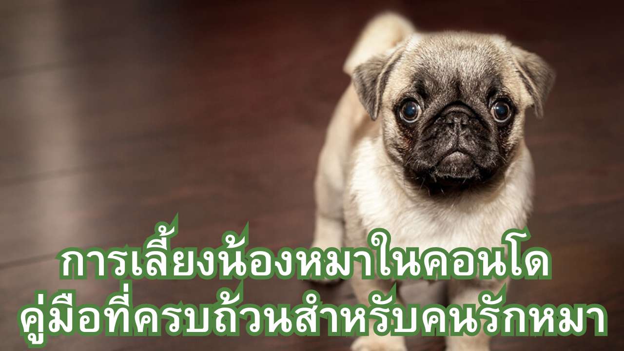 การเลี้ยงน้องหมาในคอนโด คู่มือ ที่ครบถ้วนสำหรับคนรักหมา