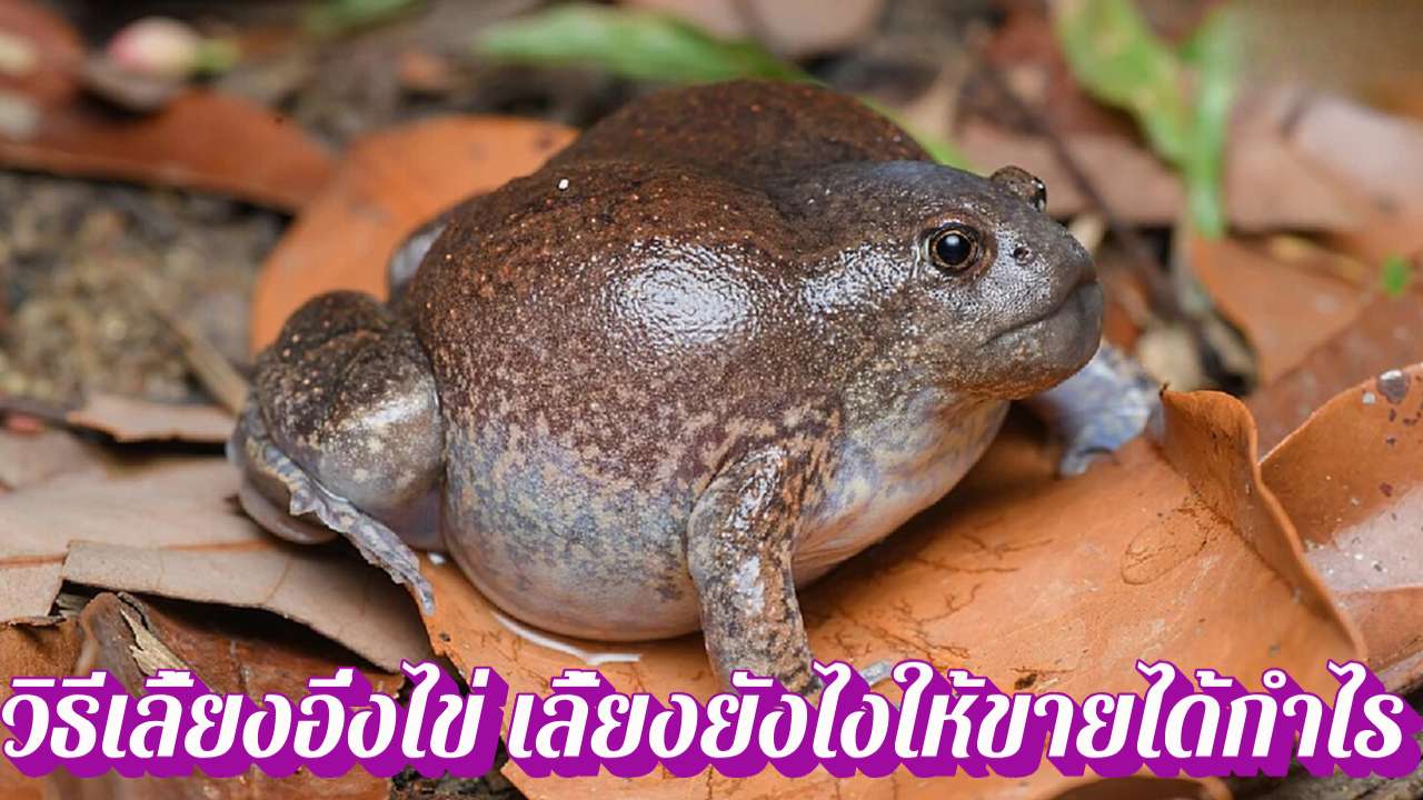 วิธีเลี้ยงอึ่งไข่ เลี้ยงยังไงให้ขายได้กำไร