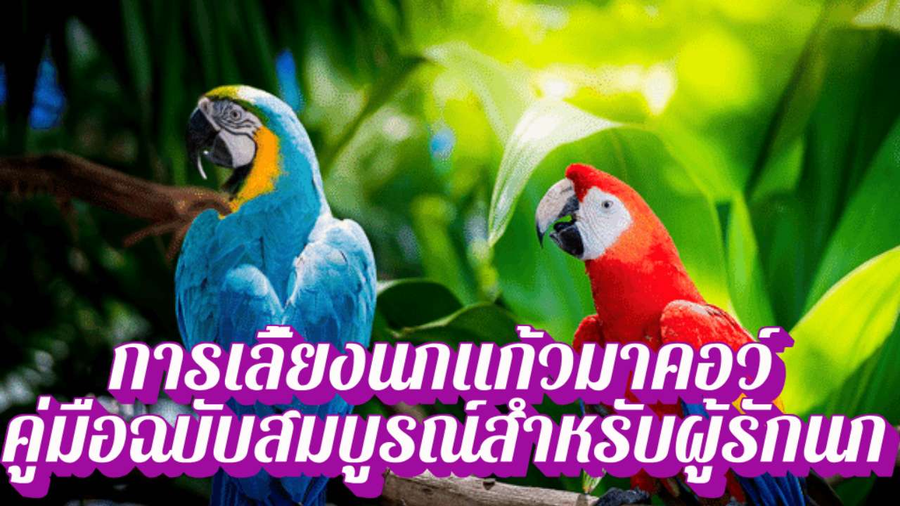 การเลี้ยงนกแก้วมาคอว์: คู่มือฉบับสมบูรณ์สำหรับผู้รักนก