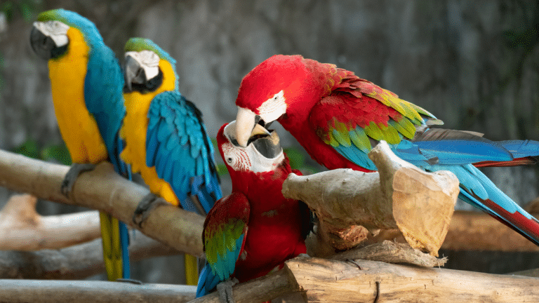 การเลี้ยงนกแก้วมาคอว์