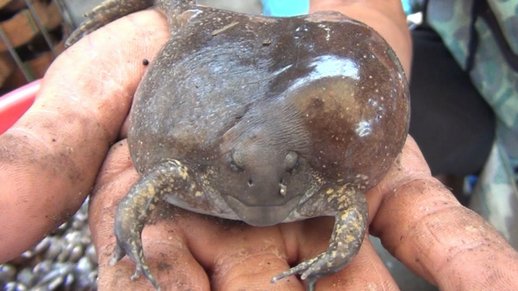 วิธีเลี้ยงอึ่งไข่