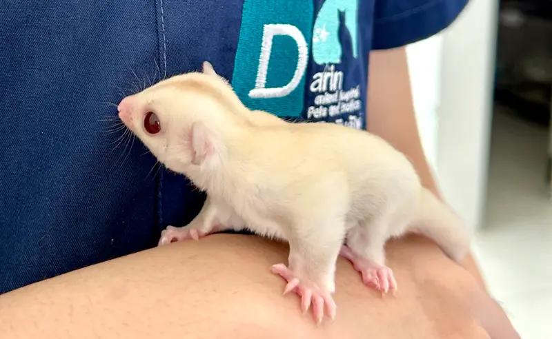 ชูการ์ไกรเดอร์