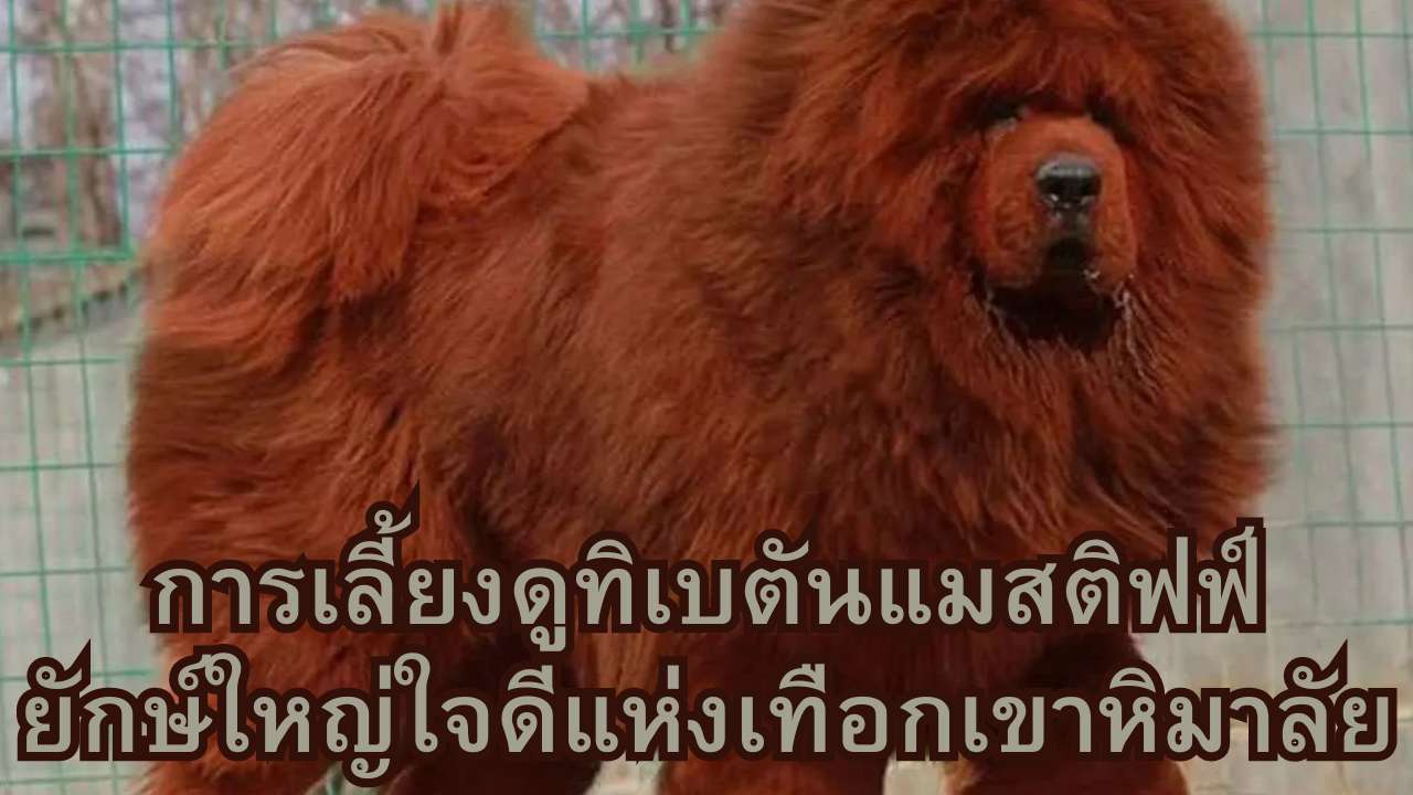 การเลี้ยงดูทิเบตันแมสติฟฟ์: ยักษ์ใหญ่ใจดีแห่งเทือกเขาหิมาลัย