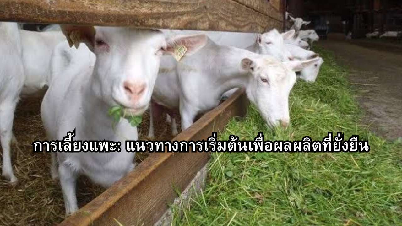 การเลี้ยงแพะ: แนวทางการเริ่มต้นเพื่อผลผลิตที่ยั่งยืน