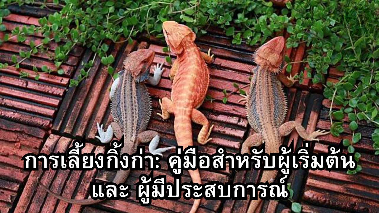 การเลี้ยงกิ้งก่า: คู่มือสำหรับผู้เริ่มต้น และ ผู้มีประสบการณ์