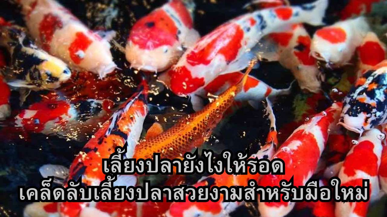 เลี้ยงปลายังไงให้รอด: เคล็ดลับเลี้ยงปลาสวยงามสำหรับมือใหม่