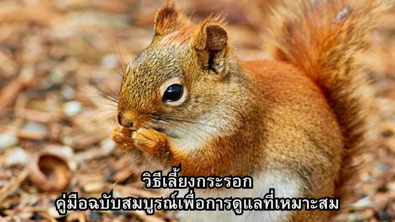 วิธีเลี้ยงกระรอก: คู่มือฉบับสมบูรณ์เพื่อการดูแลที่เหมาะสม