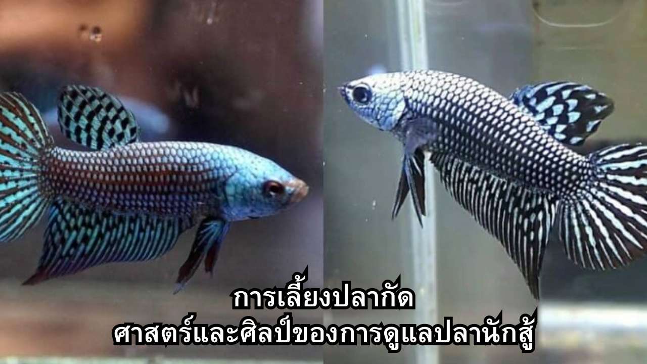 การเลี้ยงปลากัด: ศาสตร์และศิลป์ของการดูแลปลานักสู้