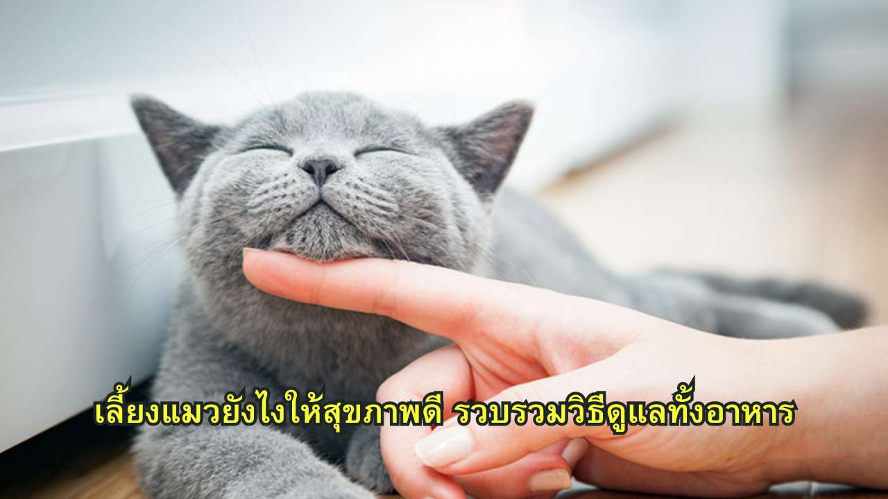 เลี้ยงแมวยังไงให้สุขภาพดี รวบรวมวิธีดูแลทั้งอาหาร