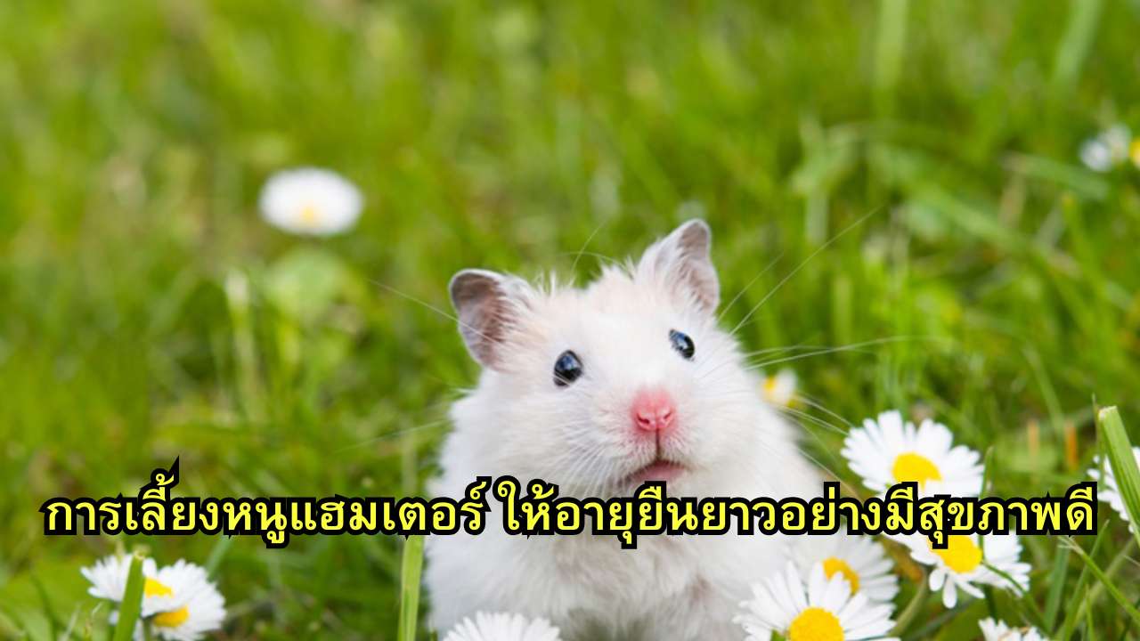 การเลี้ยงหนูแฮมเตอร์ ให้อายุยืนยาวอย่างมีสุขภาพดี
