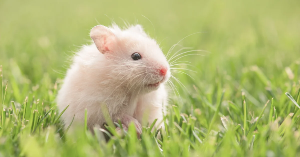 การเลี้ยงหนูแฮมเตอร์