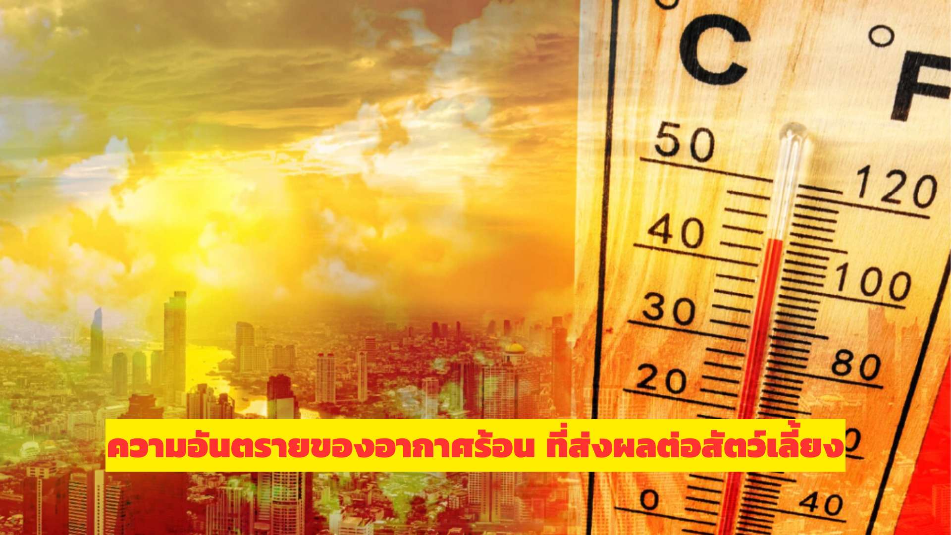 ความอันตรายของอากาศร้อน ที่ส่งผลต่อสัตว์เลี้ยง