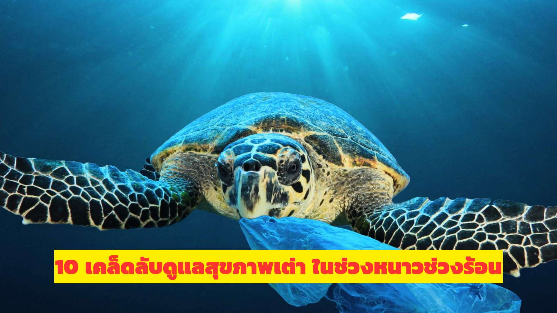 10 เคล็ดลับดูแลสุขภาพเต่า ในช่วงหนาวช่วงร้อน