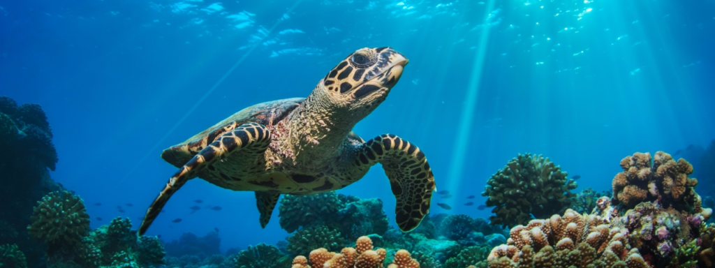 10 เคล็ดลับดูแลสุขภาพเต่า