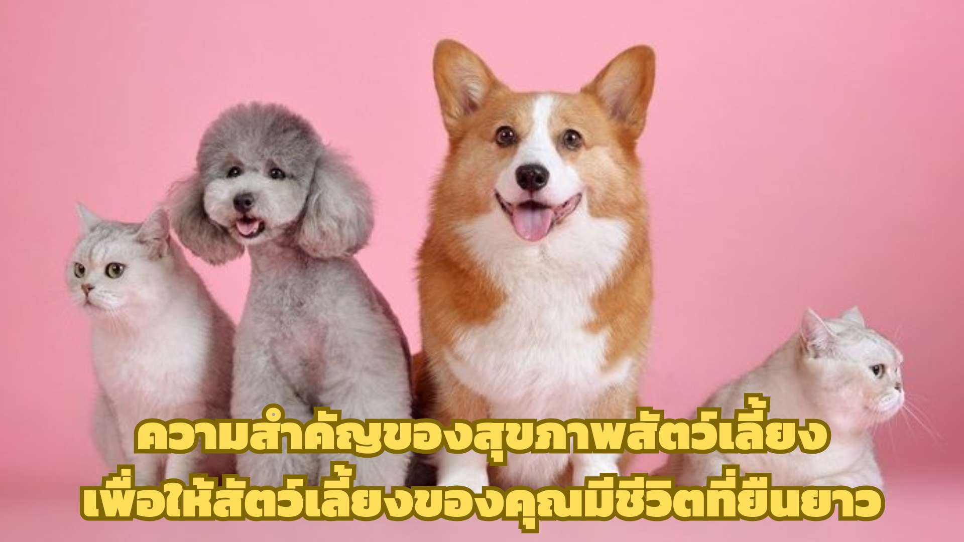 ความสำคัญของสุขภาพสัตว์เลี้ยง เพื่อให้สัตว์เลี้ยงของคุณมีชีวิตที่ยืนยาว