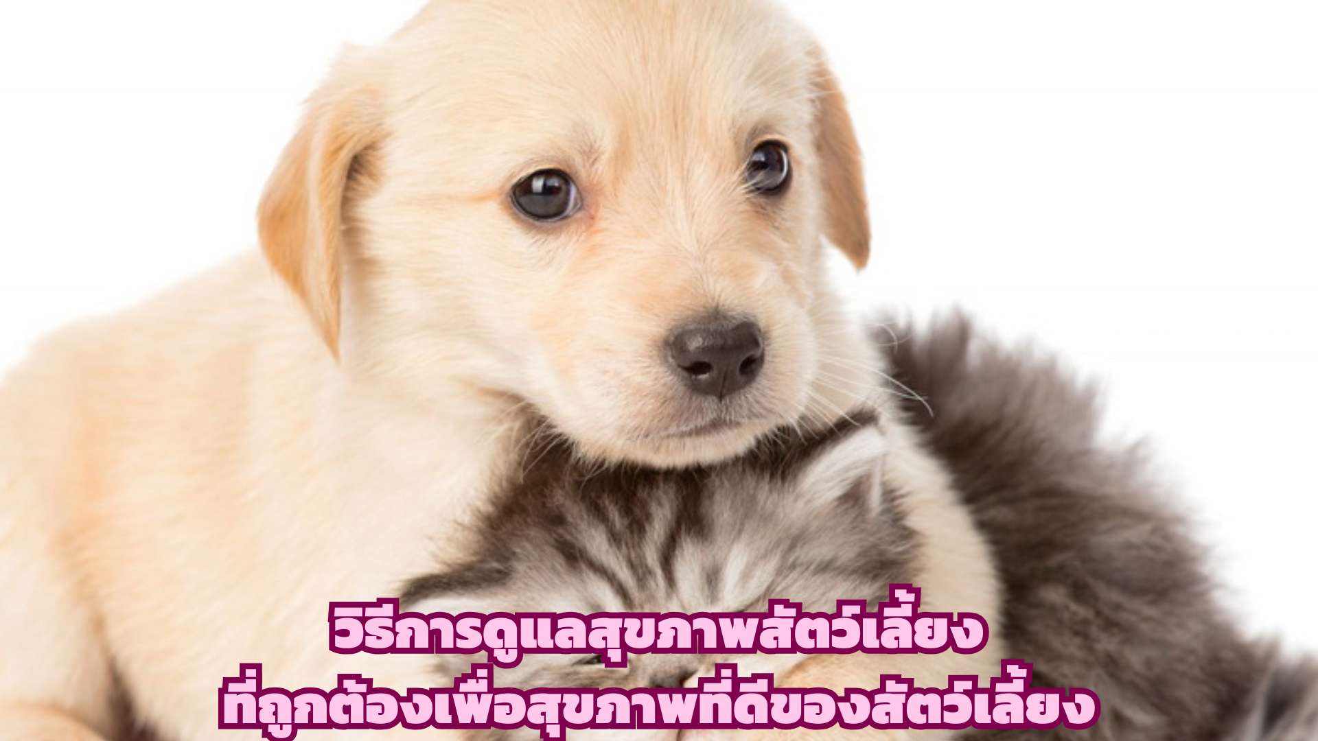 วิธีการดูแลสุขภาพสัตว์เลี้ยง ที่ถูกต้องเพื่อสุขภาพที่ดีของสัตว์เลี้ยง