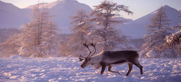 อันตรายของเมืองหนาว