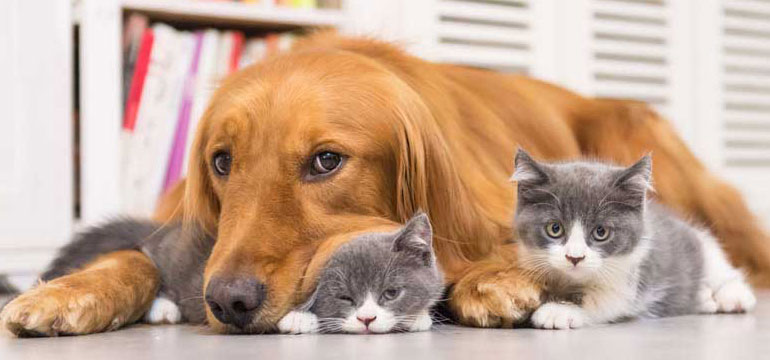 วิธีการดูแลสุขภาพสัตว์เลี้ยง