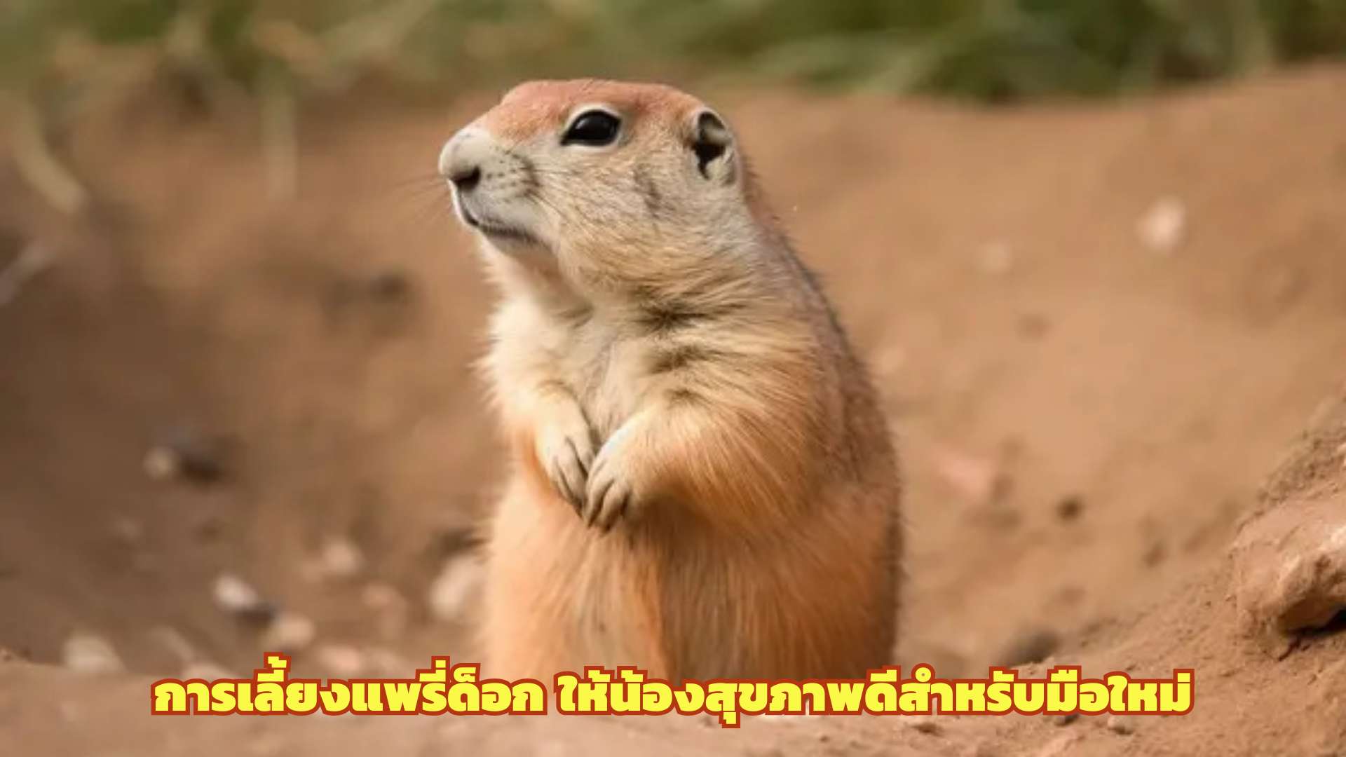 การเลี้ยงแพรี่ด็อก ให้น้องสุขภาพดีสำหรับมือใหม่