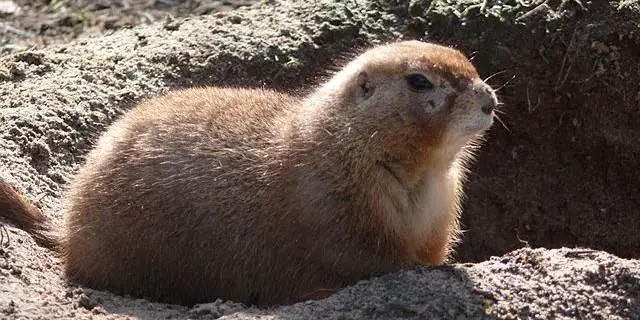 การเลี้ยงแพรี่ด็อก