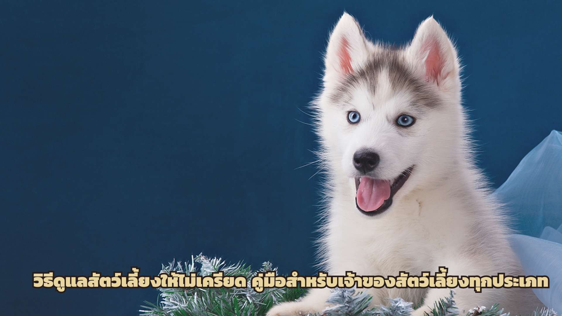 วิธีดูแลสัตว์เลี้ยงให้ไม่เครียด คู่มือสำหรับเจ้าของสัตว์เลี้ยงทุกประเภท