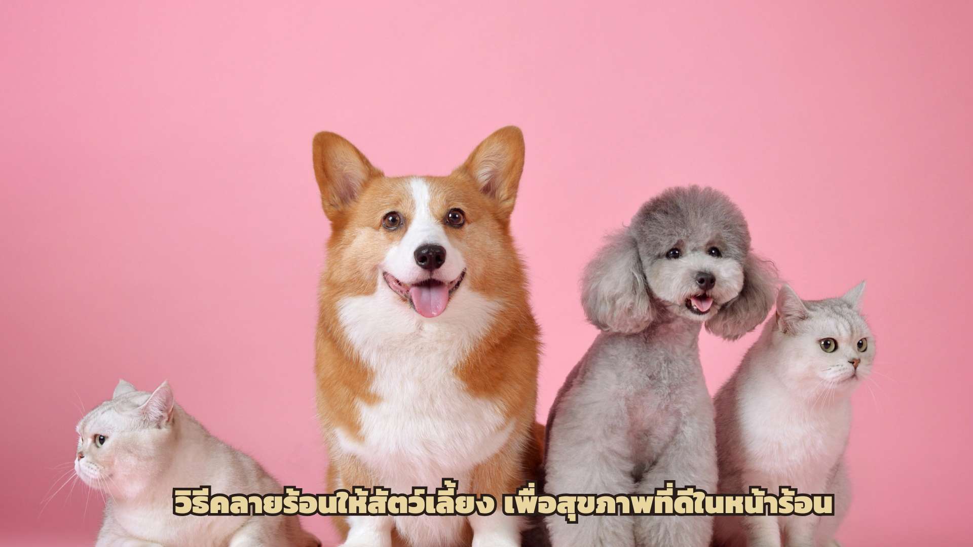 วิธีคลายร้อนให้สัตว์เลี้ยง เพื่อสุขภาพที่ดีในหน้าร้อน